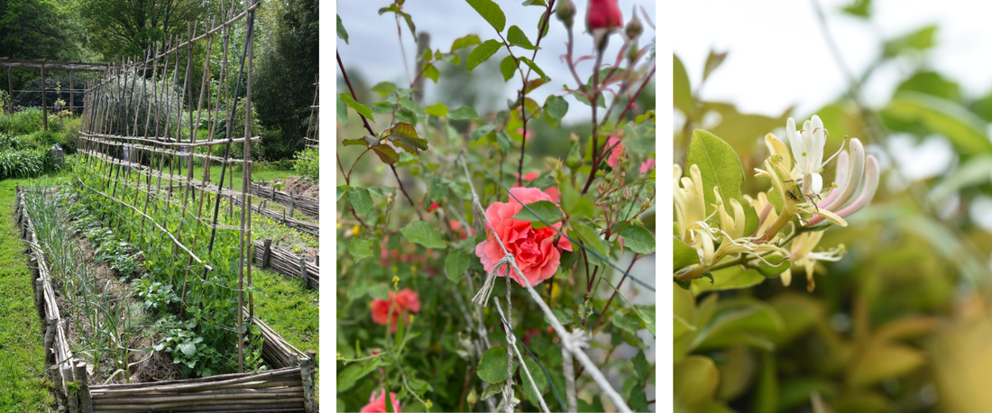 Help je planten hogerop met deze klimsteunen