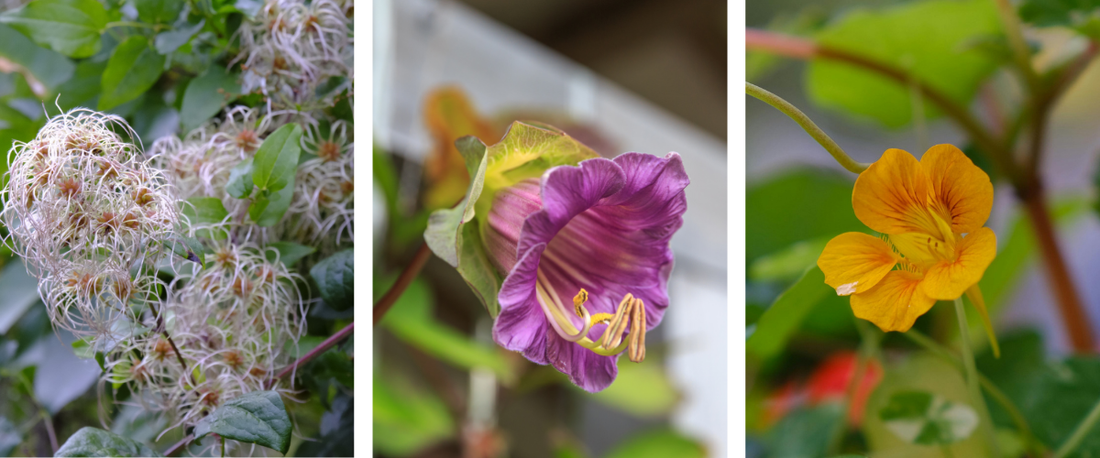 10 klimmers voor natuurlijk schikwerk