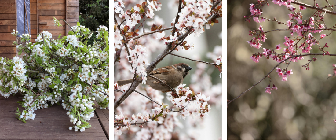 Breng de lente in huis met fruitbloesems
