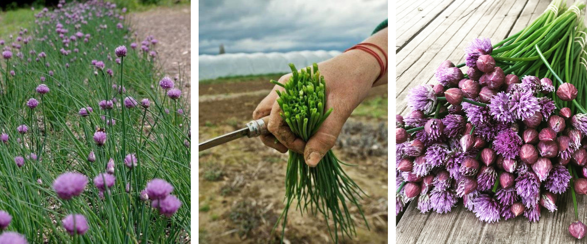 Bieslookbloemen oogsten