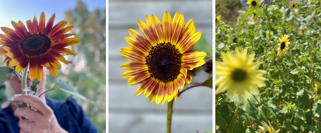 Zaai nu nog zonnebloemen