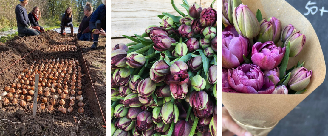 Waarom je de tulpen nog niet moet opgeven