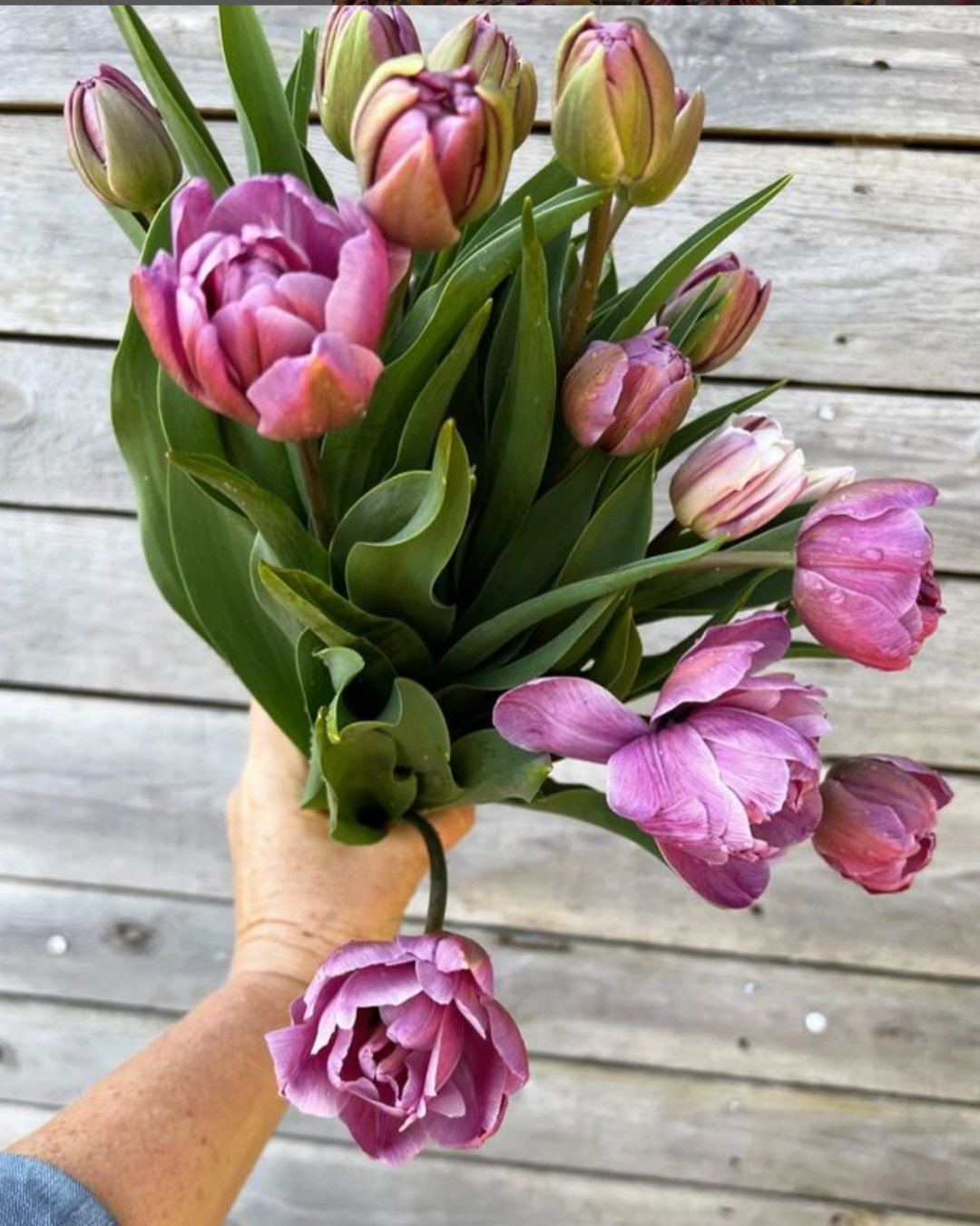 Start met eco bloemen