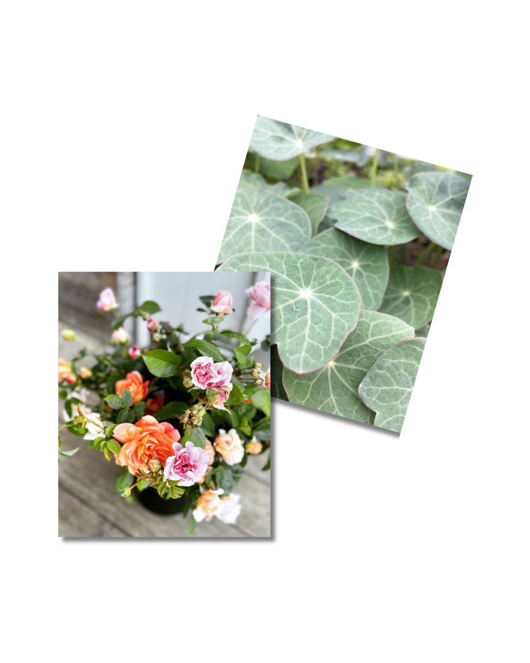 Bloemen + kruiden