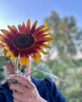 Start met eco bloemen
